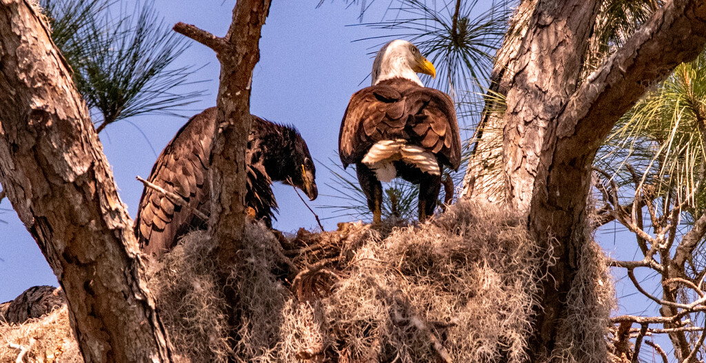 Mom and One of the Eaglets! by rickster549
