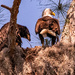 Mom and One of the Eaglets!