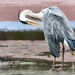 Preening time by ludwigsdiana