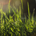 Tall Grass