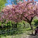 Cherry blossom canopy 