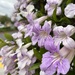 Lavender Trumpet Vine