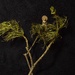 Amitāyus and the Ash Branch