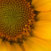 More sunflowers