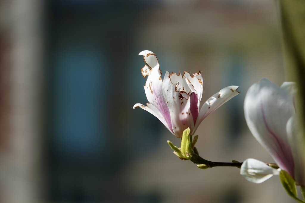 Magnolia  by phil_sandford