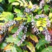 Mahonia
