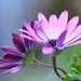 Entwined ~~~~~~