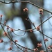 Swamp maple blossoms...