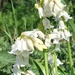 White bells