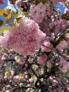 16th Apr 2025 - IMG_6057