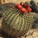 cactus blooms