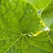 Cucumber leaf