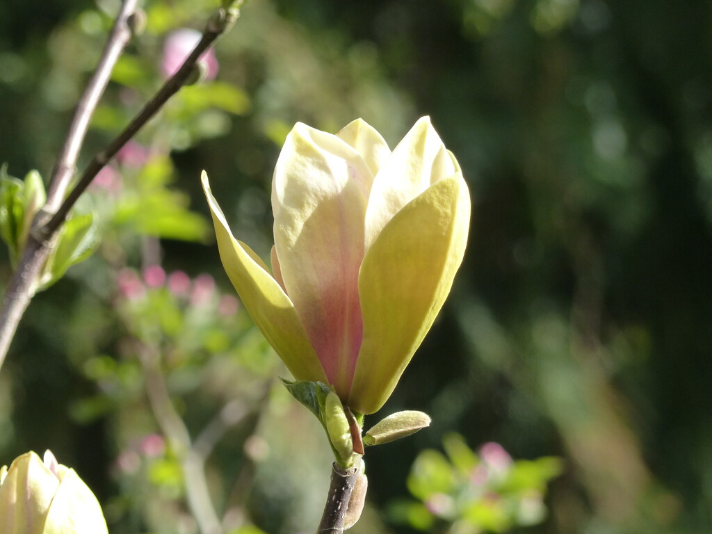 Magnolia No. 5 - Sunrise by susiemc