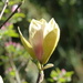 Magnolia No. 5 - Sunrise