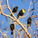 yellow-head
