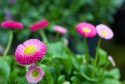 17th Apr 2025 - Flowers