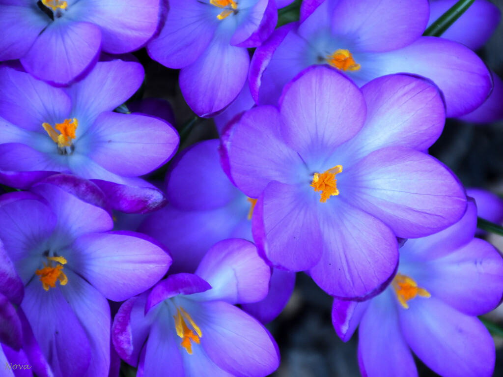 Pretty flowers by novab