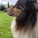 Home is where the heart/Collie is 