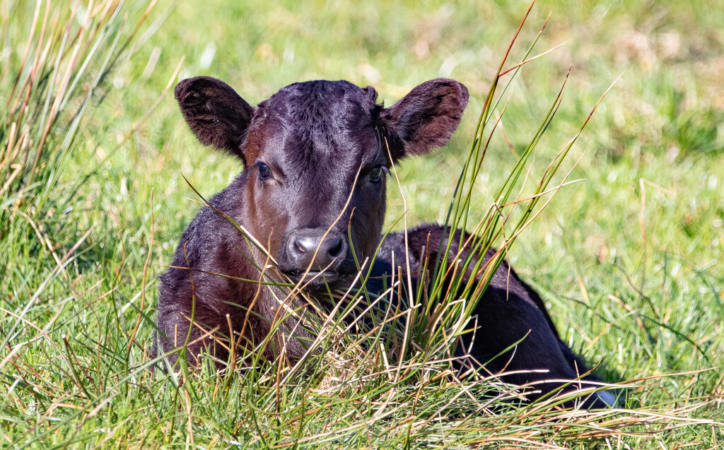 Calf by lifeat60degrees