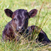 Calf