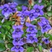 Wild violets by craftymeg