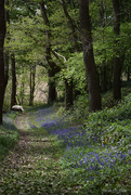 12th Apr 2025 - bluebells
