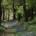 bluebells
