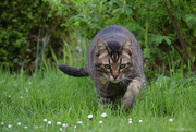 13th Apr 2025 - Little tiger
