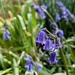 Bluebells 