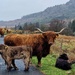 pesky cows are back...