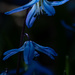 Siberian squill