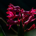 Hyacinth