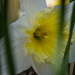 Narcissus
