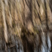 Swamp-2