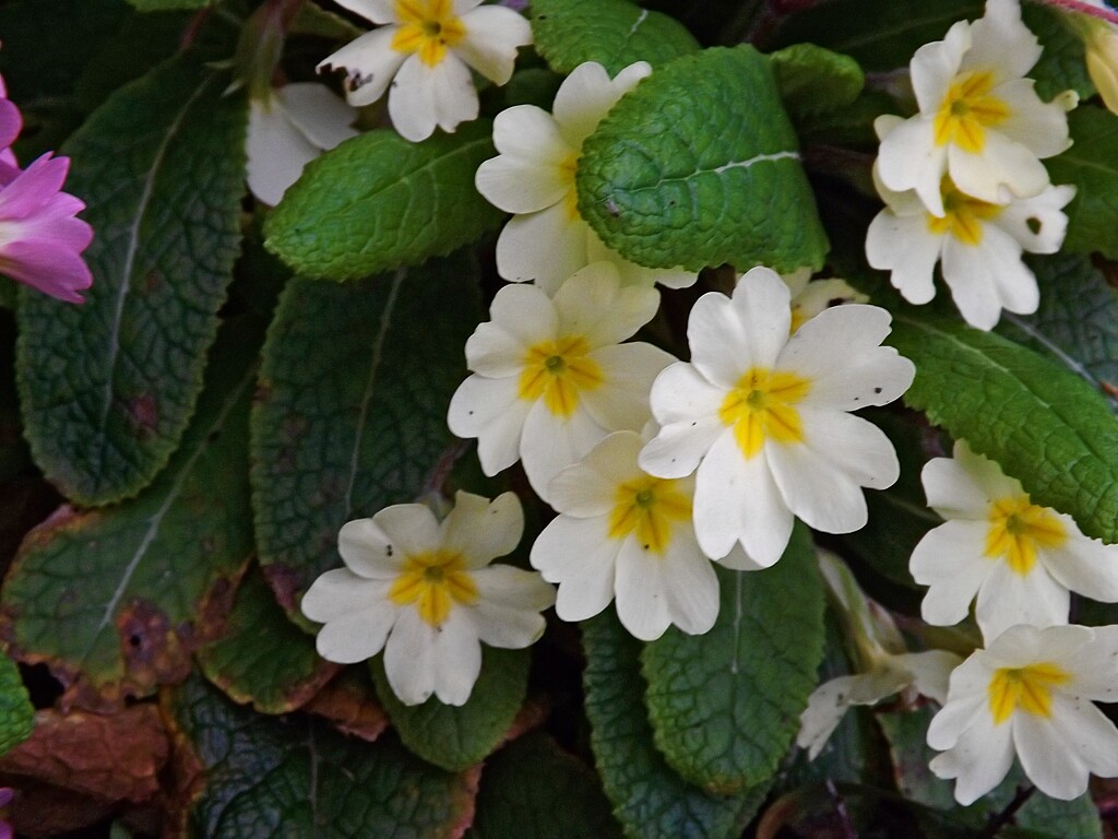 Primrose Power by ajisaac