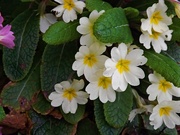 25th Mar 2025 - Primrose Power