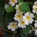 Primrose Power