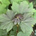 Lovely leaves