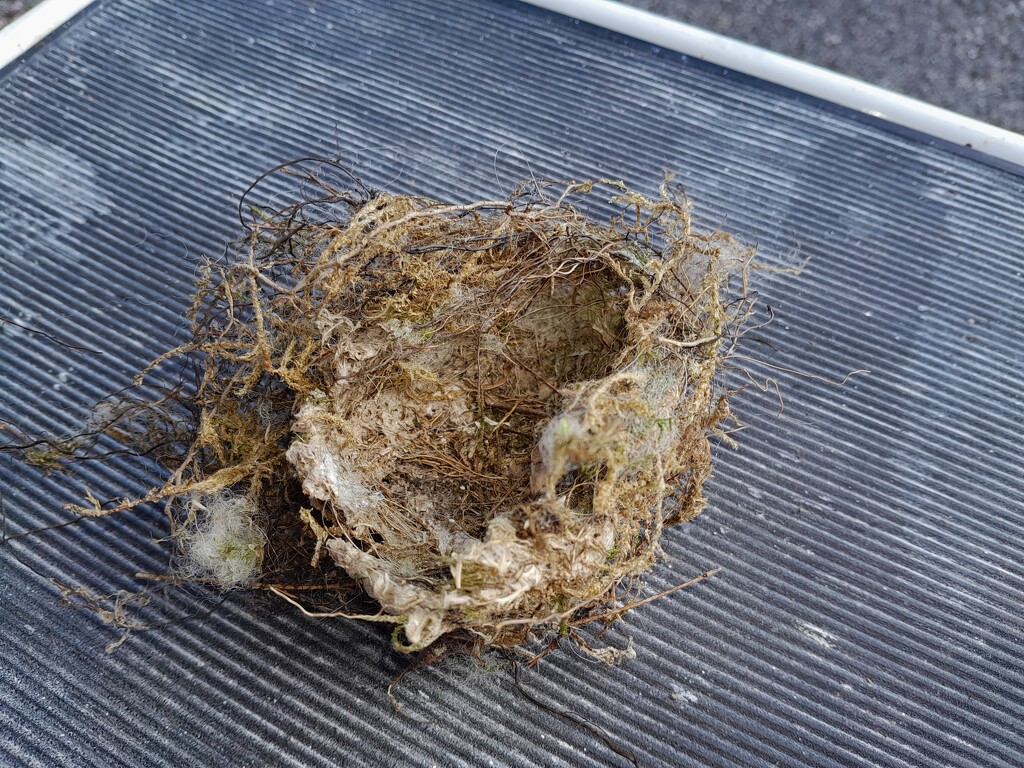 the birds' nest by anniesue