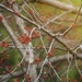 Maple Tree Buds 