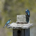 How's The Nest Coming?