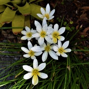 18th Apr 2025 - In Memory Of My Dear Friend Joan ~