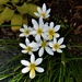 In Memory Of My Dear Friend Joan ~