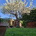 Cherry blossom by dragey74