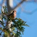 House Finch by ljmanning