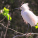 Snowy egret
