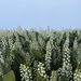 Cherry Laurels