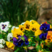 Today's Flowers 