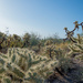 Jumping Cactus
