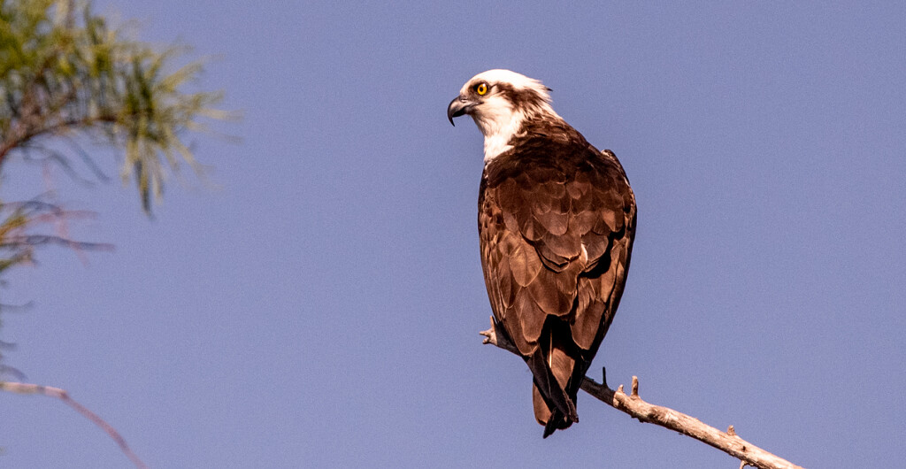 Another Osprey Shot! by rickster549